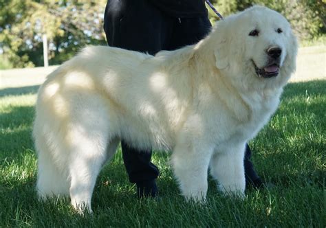 Great Pyrenees Puppies for Sale - Harvest Acres Great Pyrenees