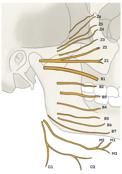 Ocular-oral synkinesis caused by partial injury of the zygomatic and buccal branches of the ...