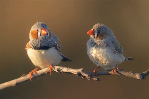 Types of Finches - BirdWatching - species of finches