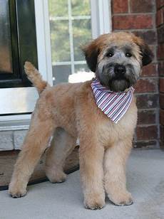 Soft Coated Wheaten Terrier Haircut Photos Diesel Soft | soft coated wheaten terrier haircut photos soft coated wheaten terrier haircut photos diesel Soft Coated Wheaten Terrier Haircut Photos Diesel Soft | soft coated wheaten terrier haircut photos soft coated wheaten terrier haircut photos diesel
