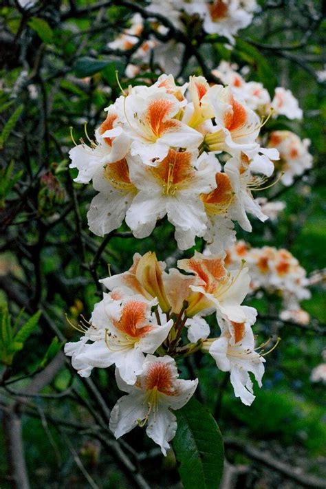 Can You Grow Azalea Trees In Minecraft? - Green Packs