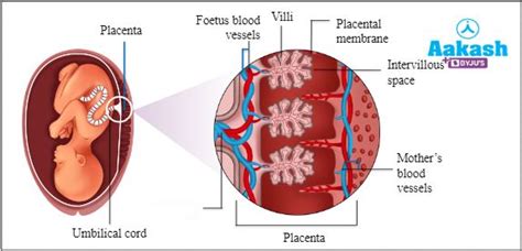 Pregnancy Test, Practice Problems and FAQs in Biology: Definition ...