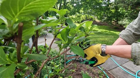 Propagating Hydrangeas 的图像结果