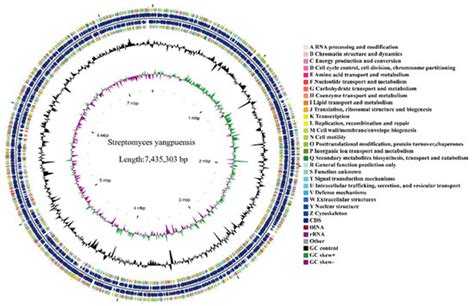 Antagonism of Rhizosphere Streptomyces yangpuensis CM253 against the ...