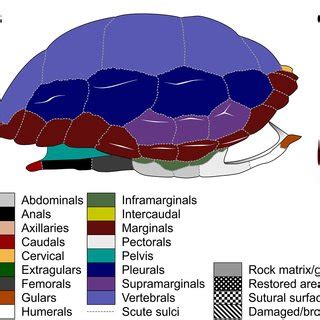Image result for Turtle Shell Scutes