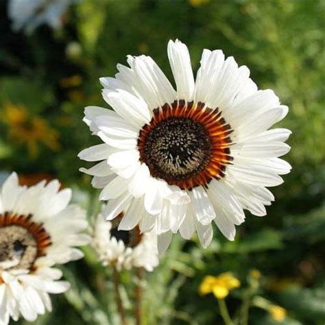 Venidium White fastuosum Seeds – Elegant White Blooms for Summer ...