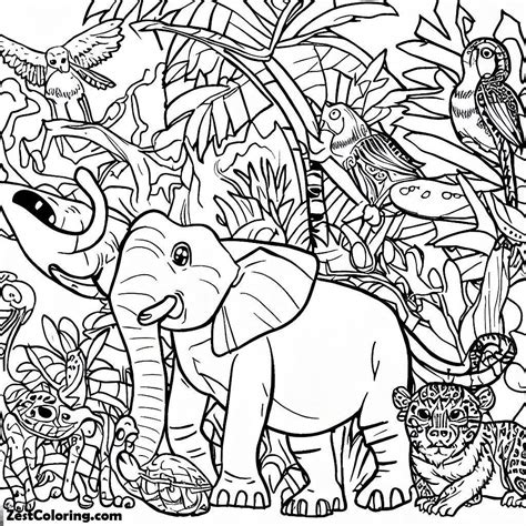 Coloring Pages Rainforest