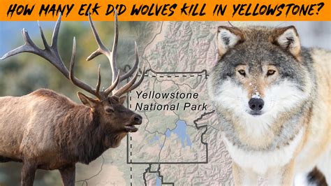 Image result for Wolves in Yellowstone Hunting