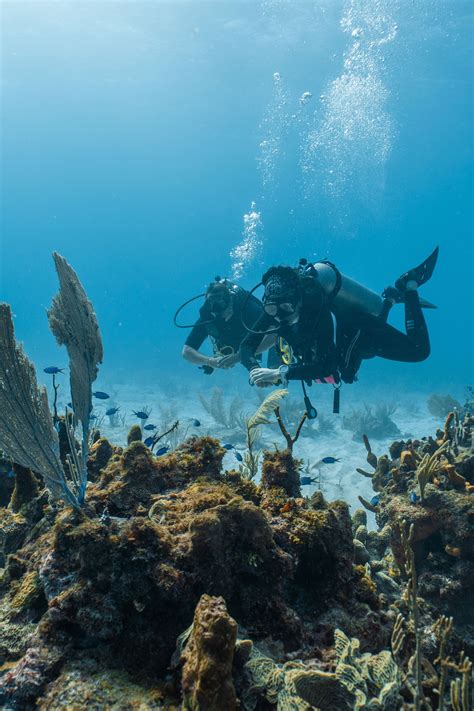 Scuba Diving 的图像结果