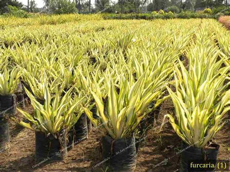 Best Nursery In Kadiyam -Sri Satyanarayana Nursery