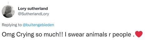 Young chimpanzee brothers pour their hearts out in viral video as they ...