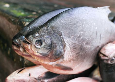 How to Start Fish Farming 的图像结果