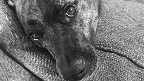 Fundraiser by Sabrina Watt : Daisy’s Emergency Gallbladder Surgery