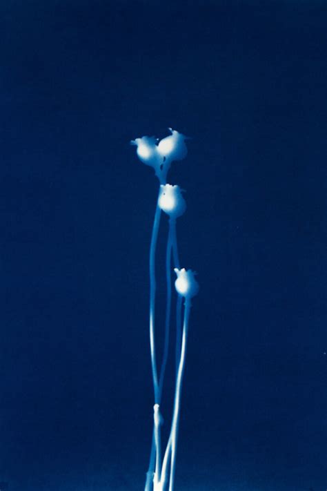 Pipo Nguyen-duy | Meer