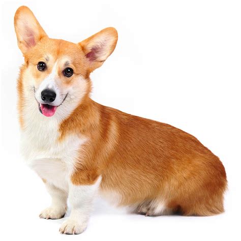 Welsh Corgi (Pembroke) Dog Breed Information | Purina UK