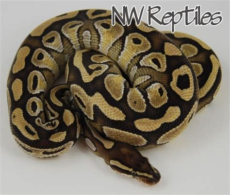 Image result for Lesser Ball Python
