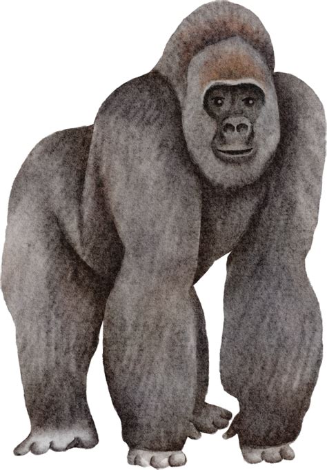 Clip Art Gorilla