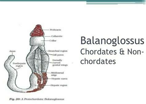 draw a neat and label diagram of the animal which is considered as the ...