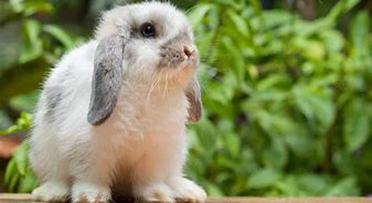 Image result for American Blue Holland Lop