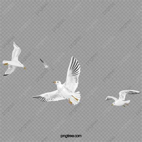Flying Birds Hd Transparent, Flying Birds, Fly, Birds, Flying PNG Image ...