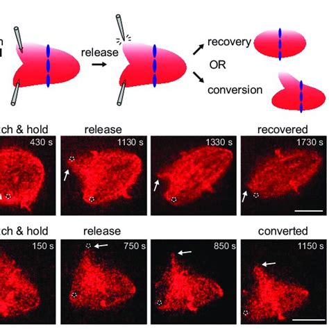 Spindle Shape 的图像结果
