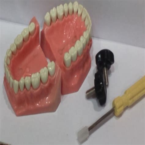 API Typodont Jaw Set Study Model ( Dental Teeth For Crowns and Bridges ...