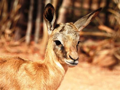 Image result for Baby Springbok