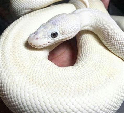 Image result for Cute White Ball Python