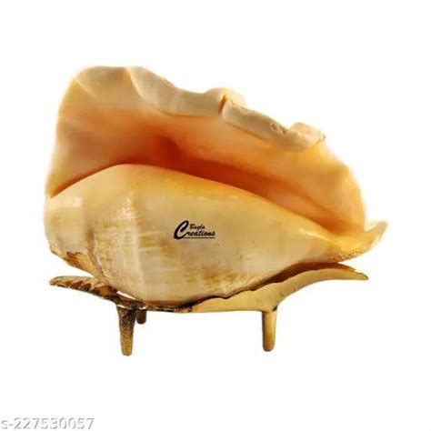 4 inch Blowing Panch mukhi shankh for Pooja Conch Shell small with Bra ...