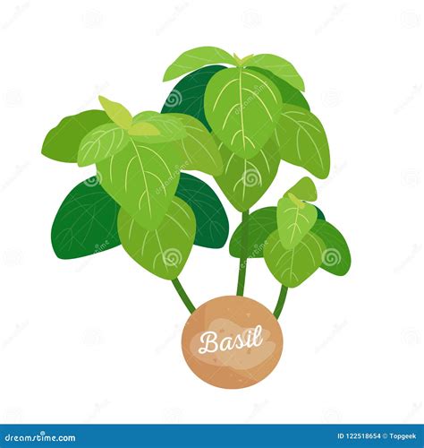 Basil Spice Label with Title Vector Illustration Stock Vector ...