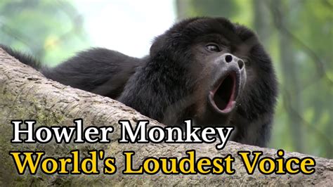 Howler Monkey Howling Compilation | Sounds of Howler Monkey Howling ...