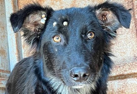 Support Ukraine - FOUR PAWS International - Animal Welfare Organisation