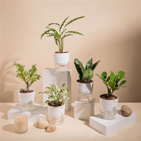 KYARI Money N'Joy-Gr Snake-Zamia Green-C Rufibarba-Jade Combo of 5 ...