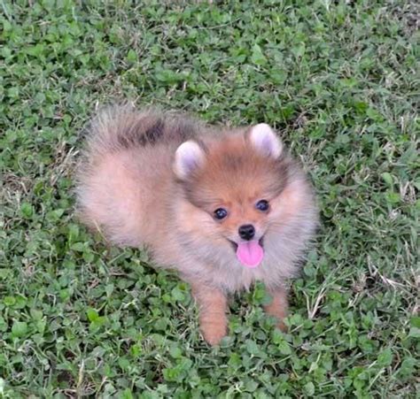 Pommersche Welpe in Kleinanzeigen | Tiere | Kleinanzeigen