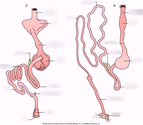 Image result for Bird Digestive System