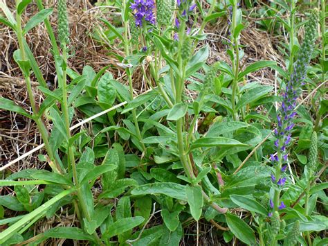 Veronica (Speedwell): How to Plant, Grow, and Care for Veronica Plants ...