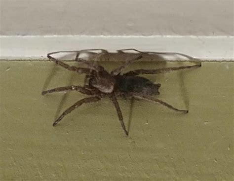 Scotophaeus blackwalli (Mouse Spider) in Seattle, Washington United States