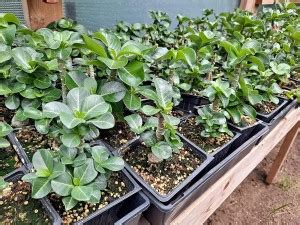 VibeX ® LXI-560 Desert Rose -Adenium obesum Seed Price in India - Buy ...