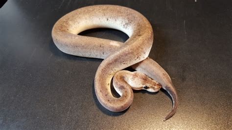 Image result for D Stripe Ball Python