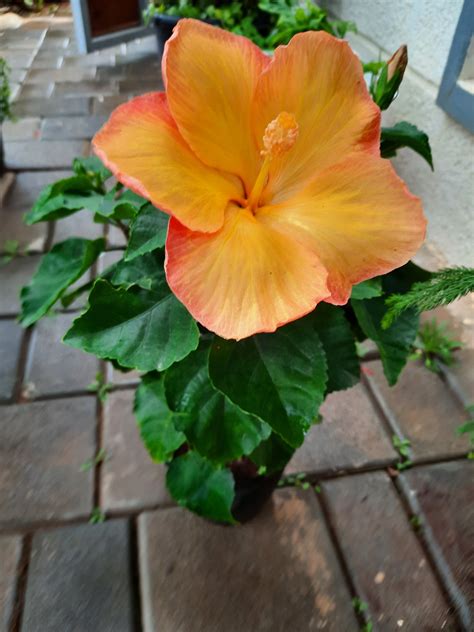 Buy Dwarf Hibiscus Plant Online in Multiple Colors – Plantsden