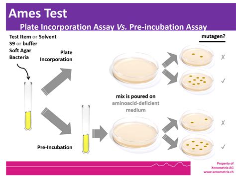 AMES Test kit | Biotoxik