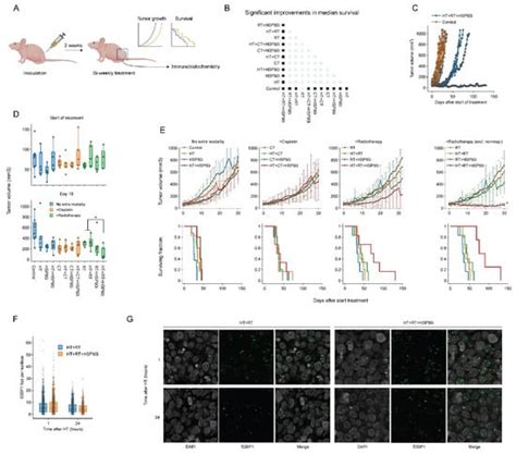 Evaluation of the Heat Shock Protein 90 Inhibitor Ganetespib as a ...