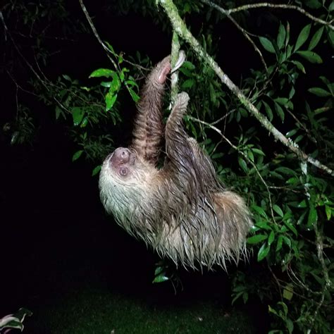 Where to see sloths in costa rica – Artofit