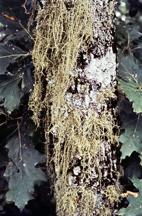 Beard lichen | Description, Genus, Major Species, Uses, & Facts | Britannica
