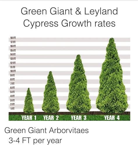 Green Giant & Leyland Cypress Growth Rate Chart