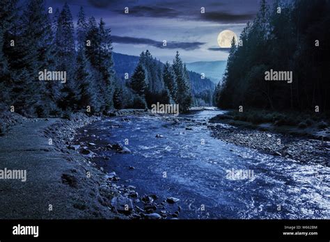 Forest At Night With Full Moon