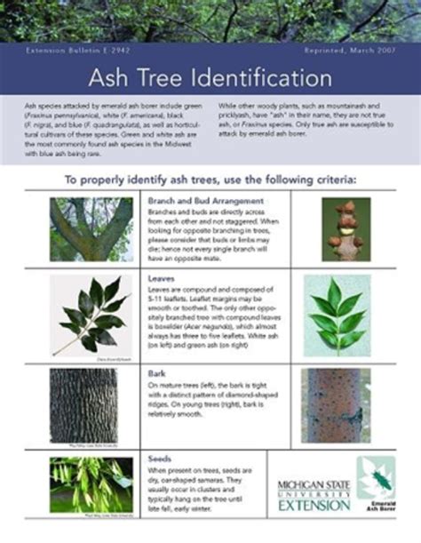 Ash Tree Identification Guide 的图像结果