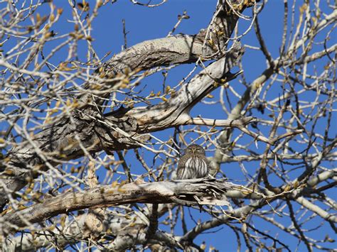 Northern Pygmy-Owl - eBird