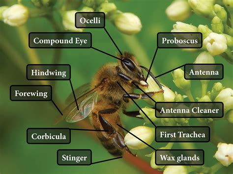 Images Of Bees Making Honey