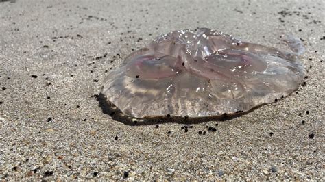 Florida jellyfish stings keeping people out of ocean in St. Lucie